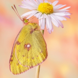 Macrofotografia di una farfalla Colias crocea Macrofotografia farfalla Colias crocea