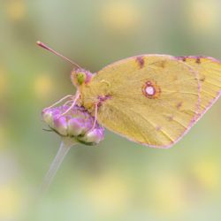 Colias crocea Colias crocea