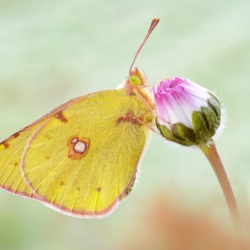 Colias crocea (Geoffroy, 1785) Colias crocea (Geoffroy, 1785)