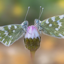 Pontia edusa Pontia edusa