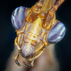 Macrofotografia Empusa pennata