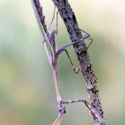 Macrofotografia Empusa pennata