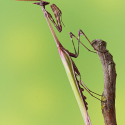 Macrofotografia Empusa pennata