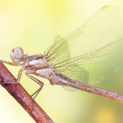 Macrofotografia libellula Macrofotografia libellula