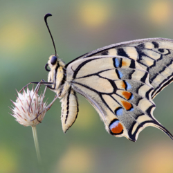Papilio machaon Papilio machaon