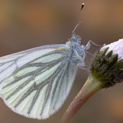 Pieris rapae Pieris rapae