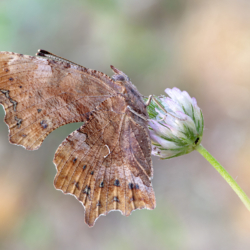 Farfalla Polygonia c-album