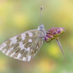 Pontia edusa Pontia edusa