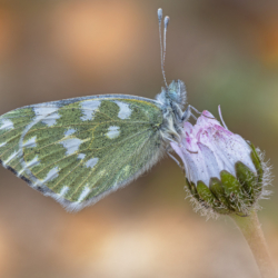 Pontia edusa Pontia edusa
