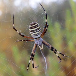Ragno Argiope bruennichi Ragno Argiope bruennichi