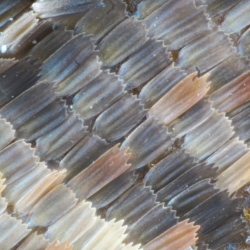 Macrofotografia ala farfalla 20x Macrofotografia ala farfalla 20x