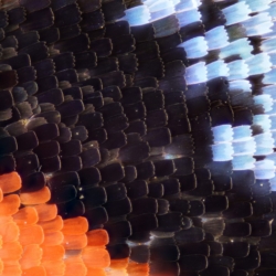 Stacked from 172 images. Method=C (S=2)