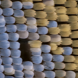 Ala Papilio machaon 10x Ala Papilio machaon 10x