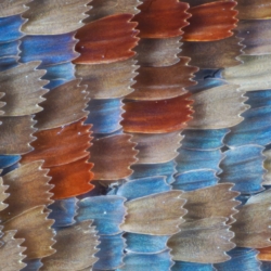 Macrofotografia ala farfalla 20x Macrofotografia ala farfalla 20x