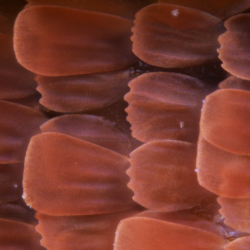 Ala farfalla 40x Ala farfalla 40x