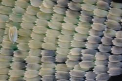 Macrofotografia ala farfalla 20x