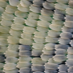 Macrofotografia ala farfalla 20x Macrofotografia ala farfalla 20x