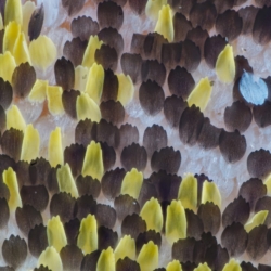 Macrofotografia ala farfalla 23x Macrofotografia ala farfalla 23x