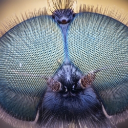 Ritratto di mosca Ritratto di mosca