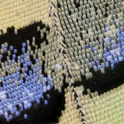 Ala Papilio machaon 5x Ala Papilio machaon 5x