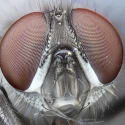 Ritratto di mosca Ritratto di mosca