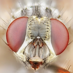 Ritratto di mosca Ritratto di mosca