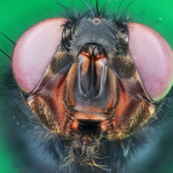 Ritratto di mosca Ritratto di mosca