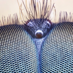 Ritratto di mosca Ritratto di mosca