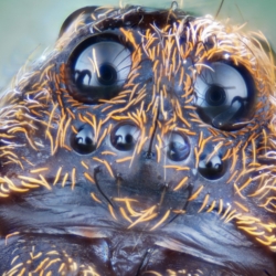 Stacked from 226 images. Method=C (S=2)