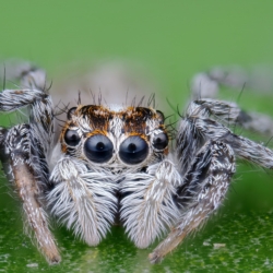 Stacked from 186 images. Method=C (S=2)