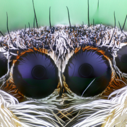 Ragno salticide fotografato a 10x Ragno salticide fotografato a 10x