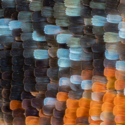 Ala Vanessa atalanta 10x Ala Vanessa atalanta 10x