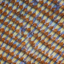 Morpho achilles 10x Morpho achilles 10x