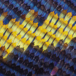 Morpho achilles 10x Morpho achilles 10x