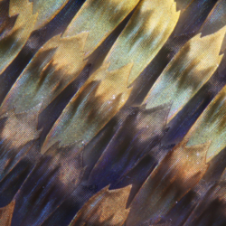 Morpho achilles 40x Morpho achilles 40x