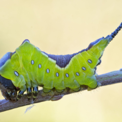 Cerura vinula Cerura vinula