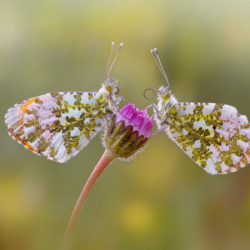 Macrofotografia farfalle aurora Macrofotografia farfalle aurora