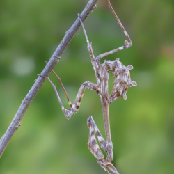 Macrofotografia mantide Empusa pennata Macrofotografia mantide Empusa pennata