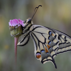Papilio machaon (Linnaeus, 1758) Farfalla Papilio machaon