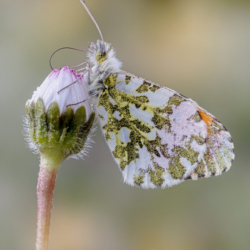Anthocharis cardamines maschio (Linnaeus, 1758) Macrofotografia farfalla Anthocharis cardamines maschio