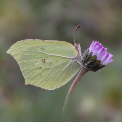 Gonepteryx rhamni, (Linnaeus, 1758) Macrofotografia farfalla Gonepteryx rhamni, (Linnaeus, 1758)