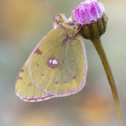Colias crocea (Geoffroy, 1785) Macrofotografia farfalla Colias crocea