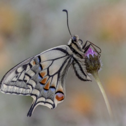 Papilio machaon (Linnaeus, 1758) Farfalla Papilio machaon