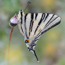 Iphiclides podalirius (Linnaeus, 1758) Farfalla Iphiclides podalirius (Linnaeus, 1758)