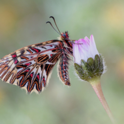 Zerynthia cassandra (Geyer, 1828) Farfalla Zerynthia cassandra
